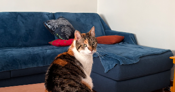 corinne pet sitter à PARIS 15 75015_6