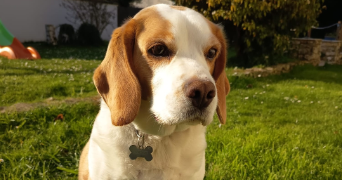 juliette pet sitter à GOUVIEUX 60270_0