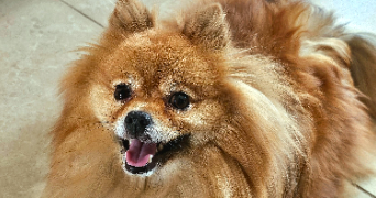 syrine pet sitter à GRENOBLE 38000_3