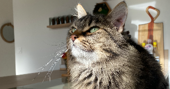 mélissa pet sitter à Dombasle Sur Meurthe 54110_2