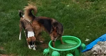 sabrina pet sitter à ROUGEMONT LE CHATEAU 90110