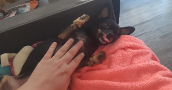 sarah pet sitter à NANTES 44000_8