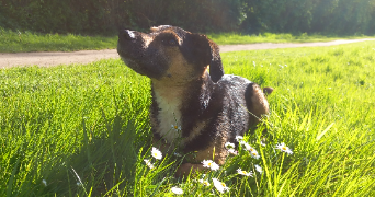vinciane pet sitter à ARRAS 62000_3