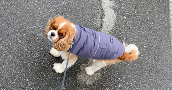 emma pet sitter à TOURNEFEUILLE 31170_0
