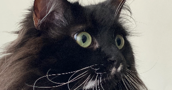 christine pet sitter à BIARRITZ 64200_0