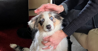 axelle pet sitter à JOUY EN JOSAS 78350_3