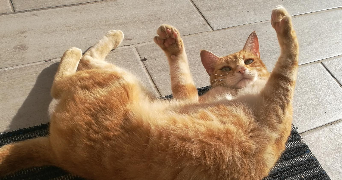 léa pet sitter à GIGNAC LA NERTHE 13180_1