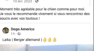 julien dog sitter à REXPOEDE 59122_2