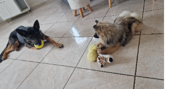 marine pet sitter à BAGARD 30140_5