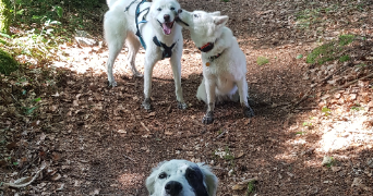 corinne  pet sitter à RAZES 87640_7