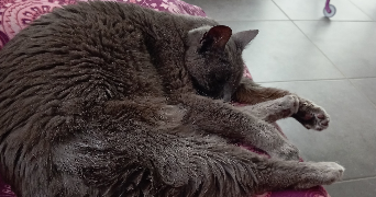 elisa pet sitter à MONTECH 82700_2