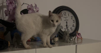 tiziana pet sitter à QUEVEN 56530_3