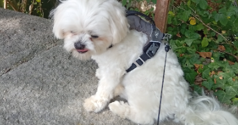 dominique dog sitter à GAGNY 93220_1