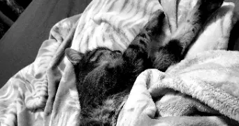 sabrina pet sitter à CHOISY LE ROI 94600