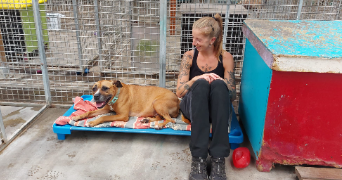 célia pet sitter à CALAIS 62100_1