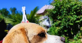 anthony dog sitter à ST PIERRE DU PERRAY 91280