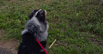alicia pet sitter à RIVEDOUX PLAGE 17940_3