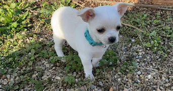 lysa pet sitter à ST MEDARD DE GUIZIERES 33230