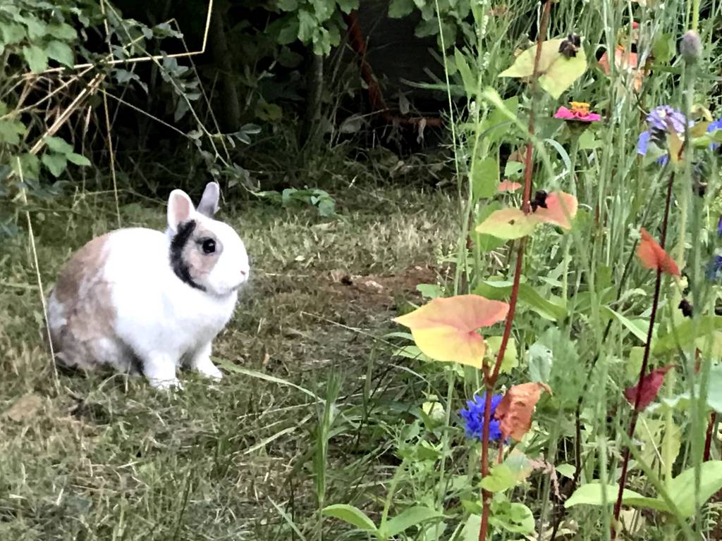 anne pet sitter à Laxou 54520_0