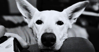 mathieu pet sitter à AMBERT 63600_3