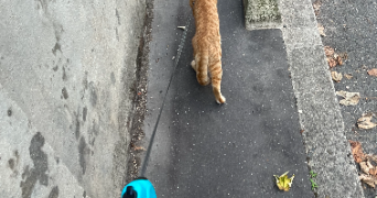 monia pet sitter à PARIS 15 75015_3