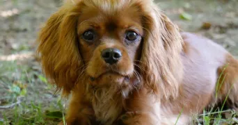 typhanie pet sitter à ESPEDAILLAC 46320