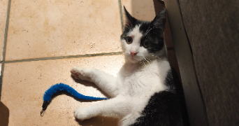 maéva pet sitter à ST GEIN 40190_2