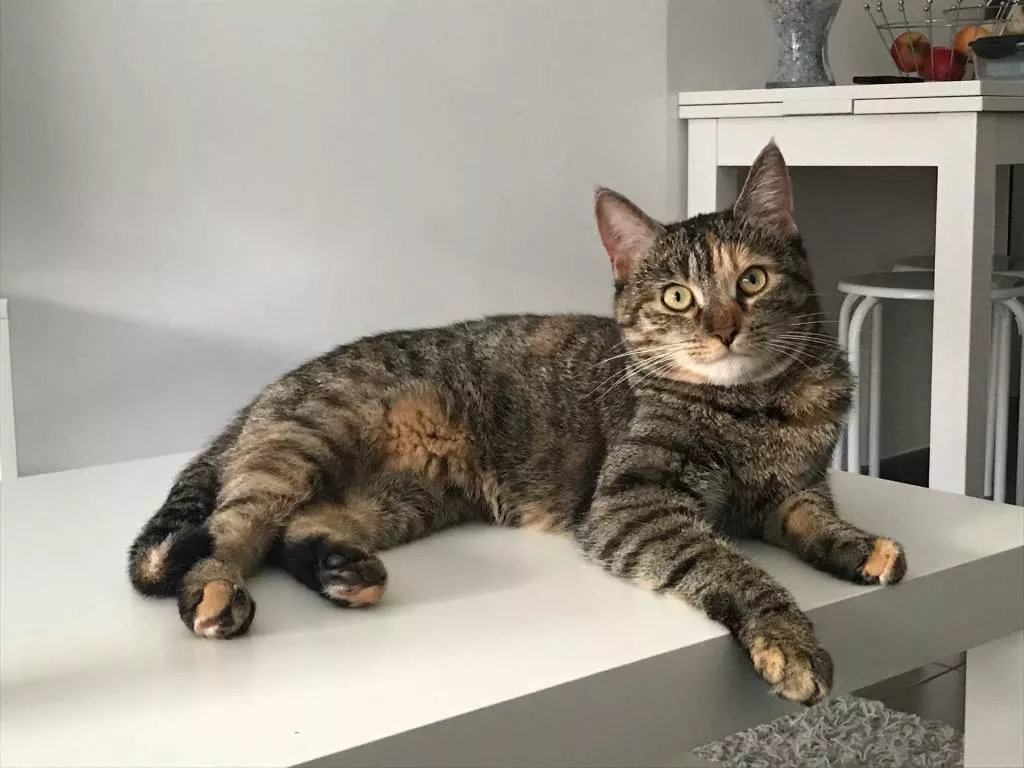 aurore pet sitter à Gouillons 28310