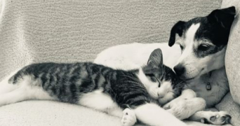 pauline pet sitter à CABESTANY 66330_2
