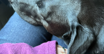 ophélie pet sitter à PONT L EVEQUE 14130_9