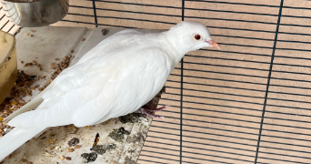 erwan pet sitter à NOHIC 82370_2