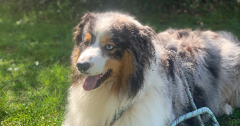 kirsten pet sitter à PORT JEROME SUR SEINE 76330_2