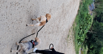 ophélie pet sitter à Le bourg dun 76740_7