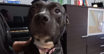 maeva pet sitter à MONTFERMEIL 93370_0