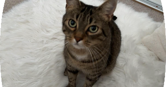 selda pet sitter à L ISLE D ABEAU 38080_3