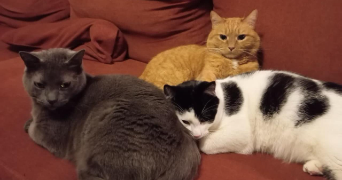 emilie pet sitter à ROUBAIX 59100_1