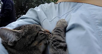 adeline pet sitter à BAUGE EN ANJOU 49150_2