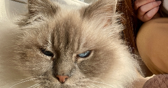 léa pet sitter à Grasse 06130_2
