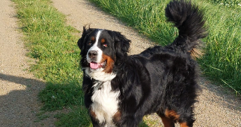 léa pet sitter à PARIS 15 75015_1