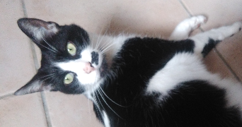 camille pet sitter à La Salvetat Saint Gilles 31880_2