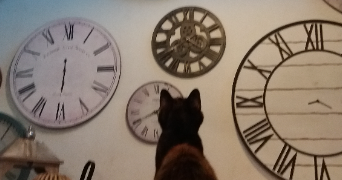 françois pet sitter à VERDUN SUR GARONNE 82600_5