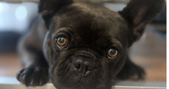 meline pet sitter à REIMS 51100_6