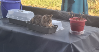 rosa pet sitter à BENNWIHR 68126_4