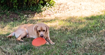 jessica pet sitter à RUELLE SUR TOUVRE 16600_3