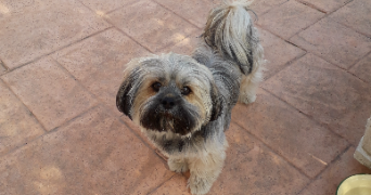 marylise pet sitter à VAIRES SUR MARNE 77360_0