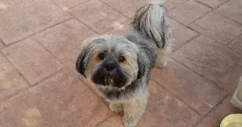 marylise pet sitter à VAIRES SUR MARNE 77360