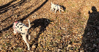 audrey pet sitter à Paris 75015_2