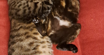 camille pet sitter à lyon 69008_17