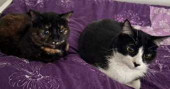 inssaf pet sitter à VENISSIEUX 69200_2