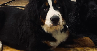 laurene pet sitter à STEENE 59380_1